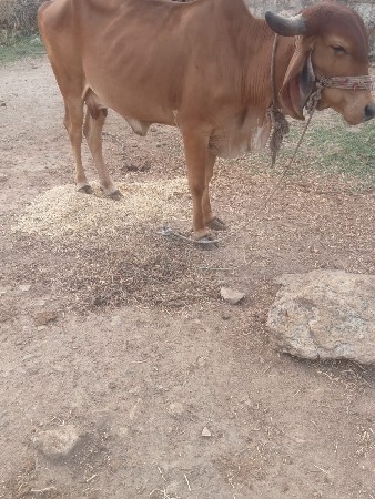 ગાય વેચવાની છે