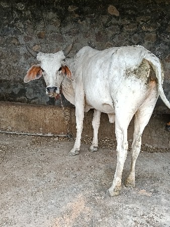 વેચવાની છે