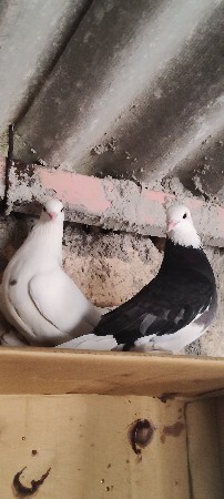 ફુલબ્રીડિંગ જોડી