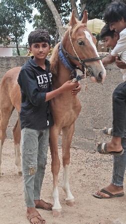 8મહિના નો વછેરો,પંચકલ્યાણ,80.