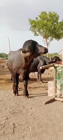 pado