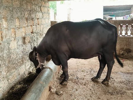 ભેંસ વેચવાની છે 2 જુ વેતર 8