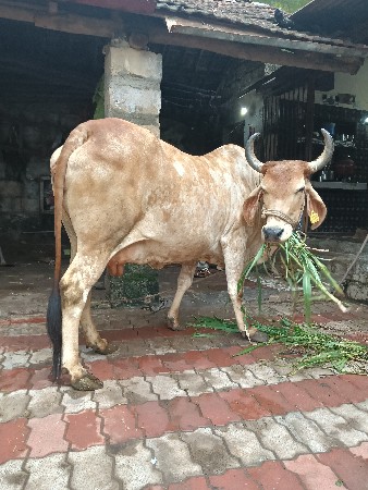ગાય વેસવાનીસે