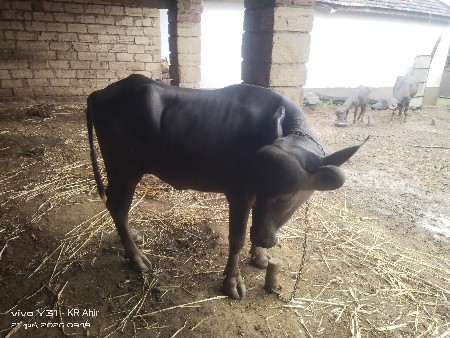 આ ખડાય વેસવની સે