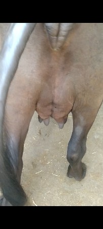 પેલા વેતર નિ ભેંસ વેચવાની છે