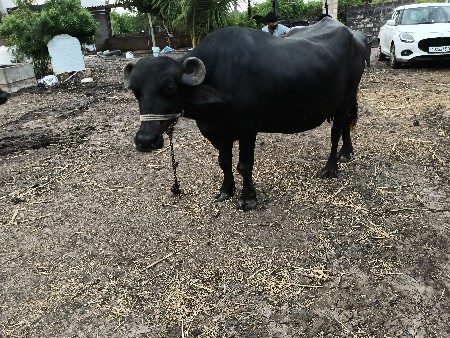 ભેંશ વેસવાની છે