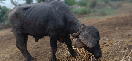 પાડો વેસવાનો છે