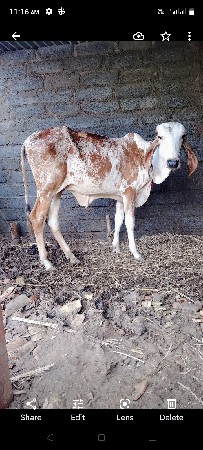 vasdi