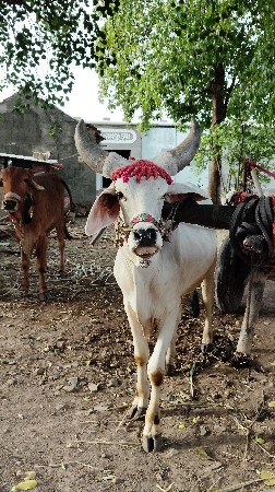 આ વાસડો વેચવાનો છે
