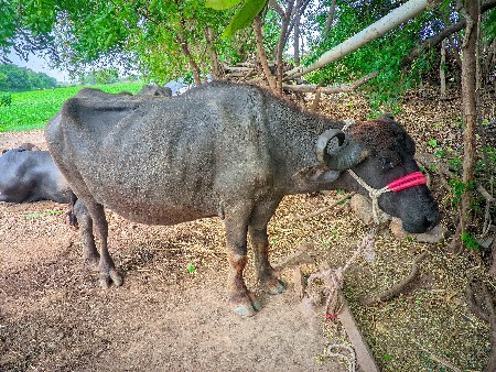 પેલું વેતર