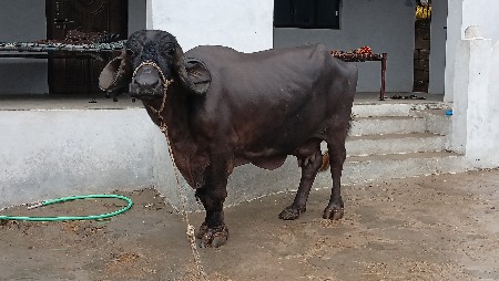 ભેંશ વેચવાની છે