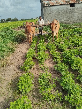 બળદ