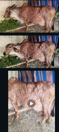 ગાય આપવાં ની સે 3 વેંતર માં