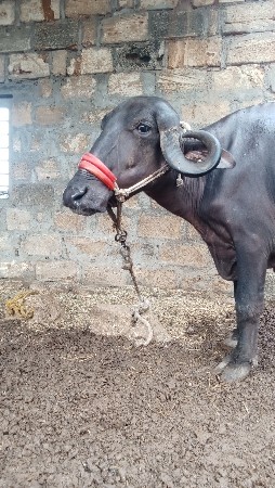ભેંશ વેચવાની છે