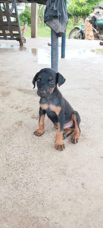 ગલુડિયા વેચવા ના છે