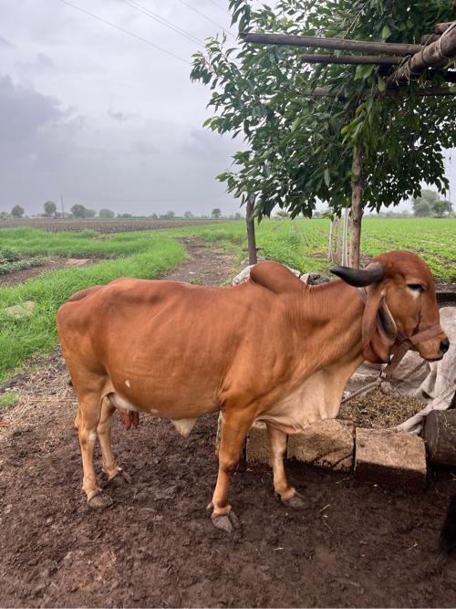 ગાય વેચવા ની છે