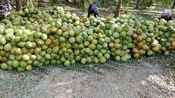 નારીયલ નો બગીચો
જો કોઈ ખેડૂત ભાઈન