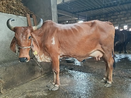 ગાય વેસવાની  છે