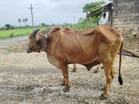 બળદ વેચવાના સે