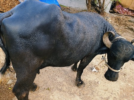 બીજા વેતર મા