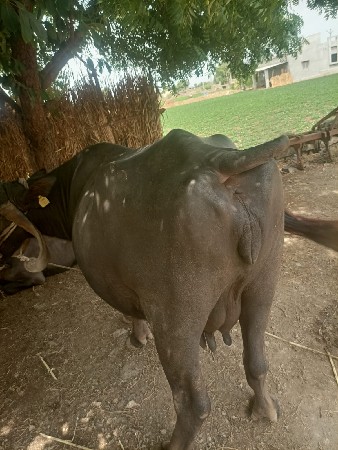 ભેંસ વેચવા ની છે નામ નાથાભાઈ અરસી