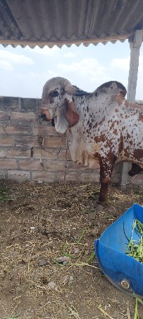 ખુટ વેચવાનો છે
