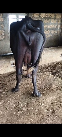 પેલા વેતર ની ખણેલી વેચવાની છે