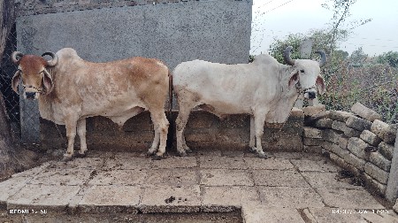 ૪ વાવણી વાવેલ