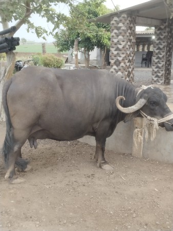ભેંસ વેચવાની છે
