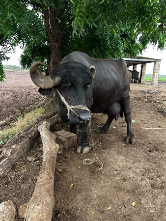 ભેંસ વેચવાની સે