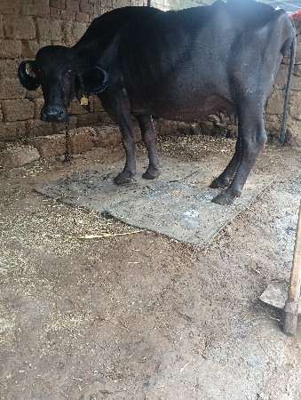 ભેંસ વેચવાની છે વેતર 2