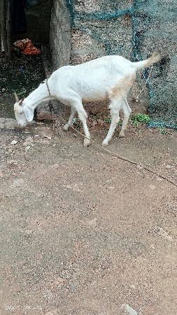 9712652435