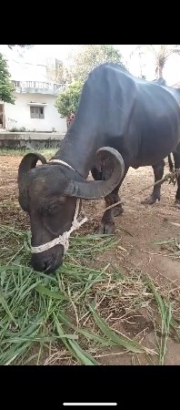 ભેંસ વેચવાની છે