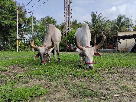 બળદ આપવાના સે