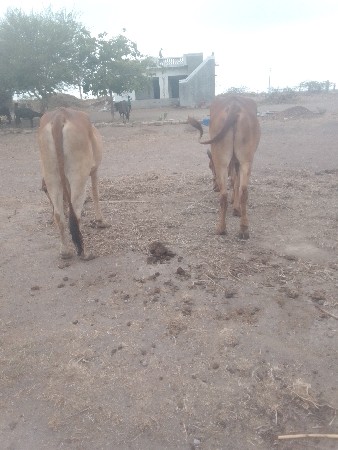 જામનગર જિલ્લો ભાણવડ તાલુકો