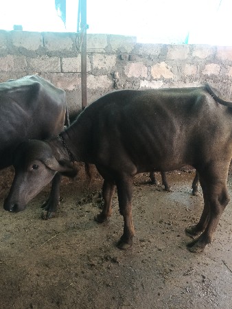 ચારે વેચવાની છે