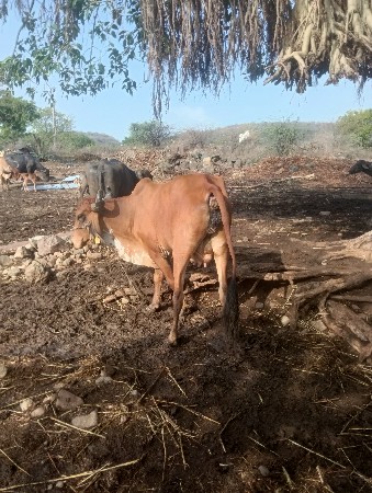 ટોટલ જવાબદારીથી દેવાની છે હોજી હાવ