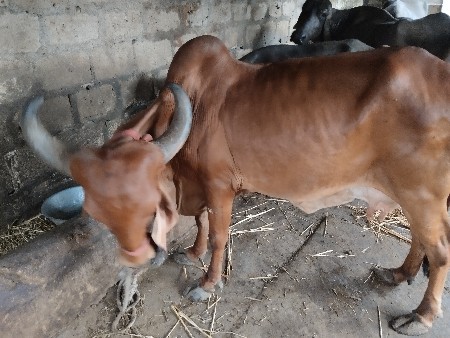 ગાય વેચવાની છે