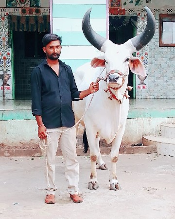 બળદ વેચવાના છે