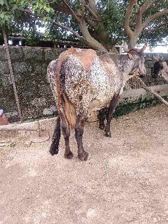 ગીર ક્રોસ ગાય વેશવાની છે