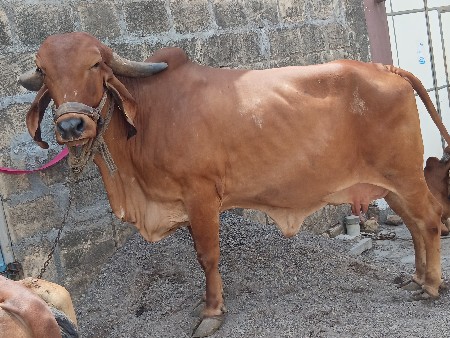 ગાય વેચવાની છે