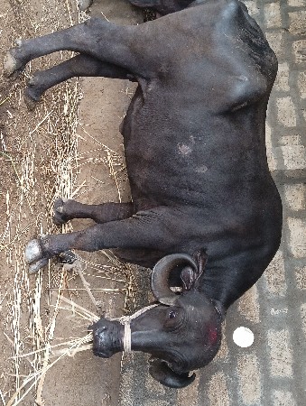ઉંચાઇ લંબાઈ પુરી