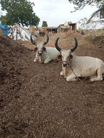 બળદ ગોંઢલા.બે જોડી
