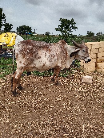 નિચે વાંસડિ 3 મહિના નિ વણેલ