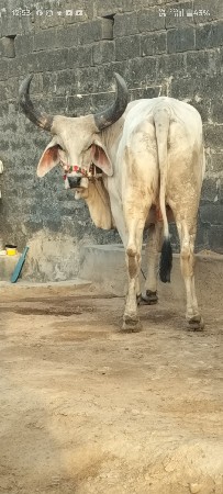 દીલીપ પરમાર