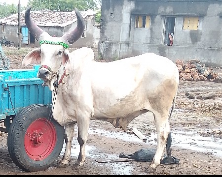 બળદ વેચવા ના છે