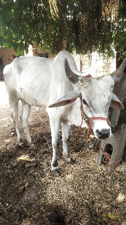 vadhiyari vachadi