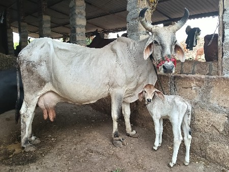 ગાય વેચવાની છે