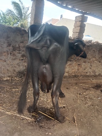 વેચવાની છે