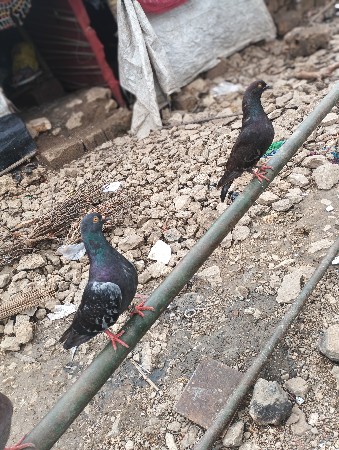 કબૂતર વેચવાના છે